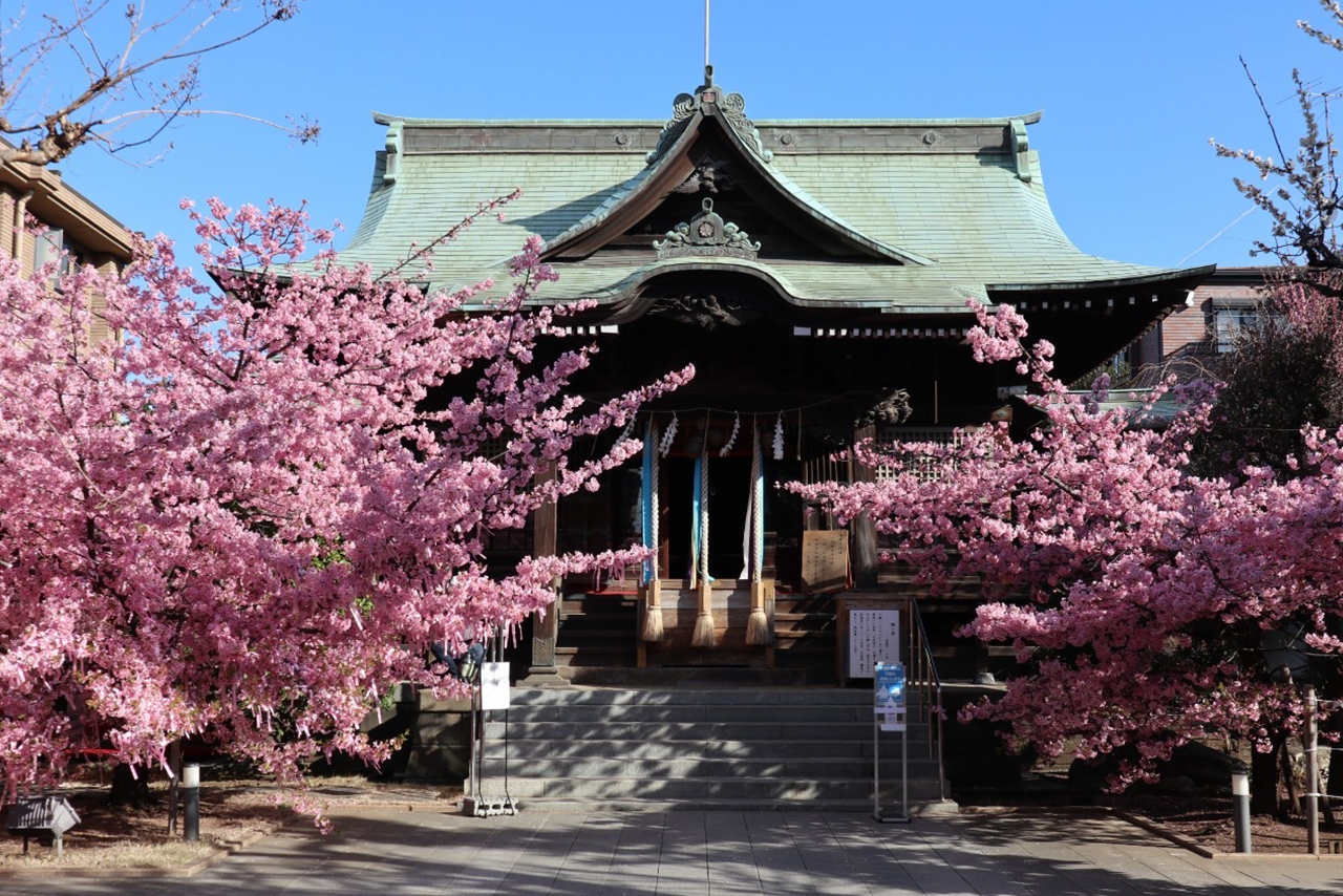 桜神宮